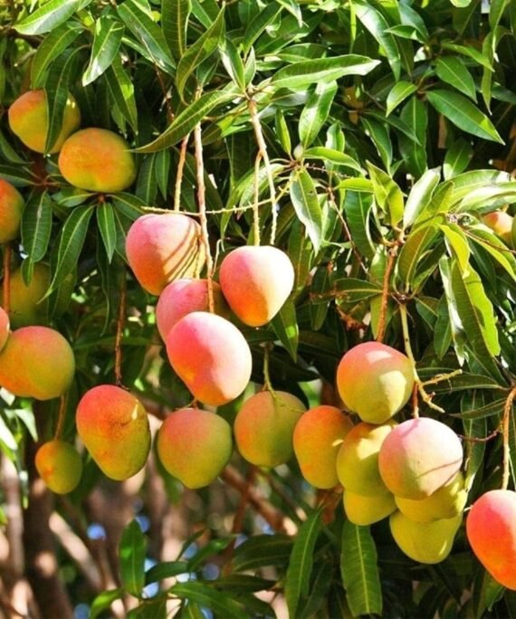 Payari Mango