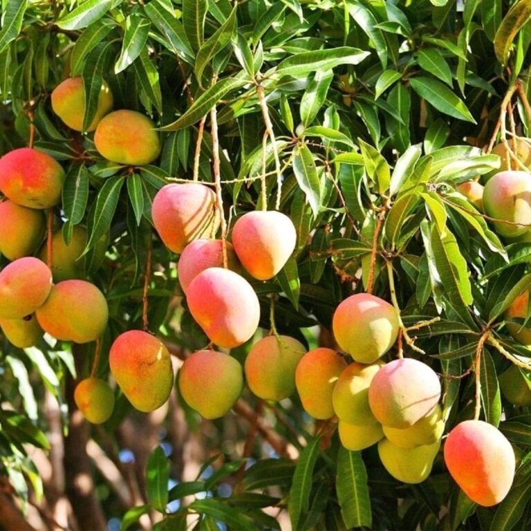 History of Ratnagiri Mangoes: Origin and Evolution