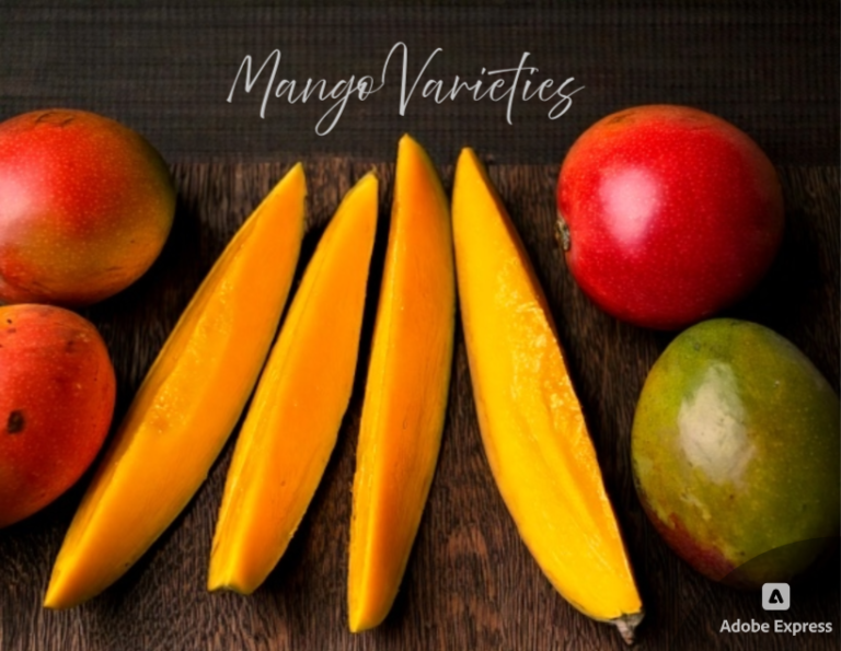 The Different Varieties of Mangoes Grown in Ratnagiri
